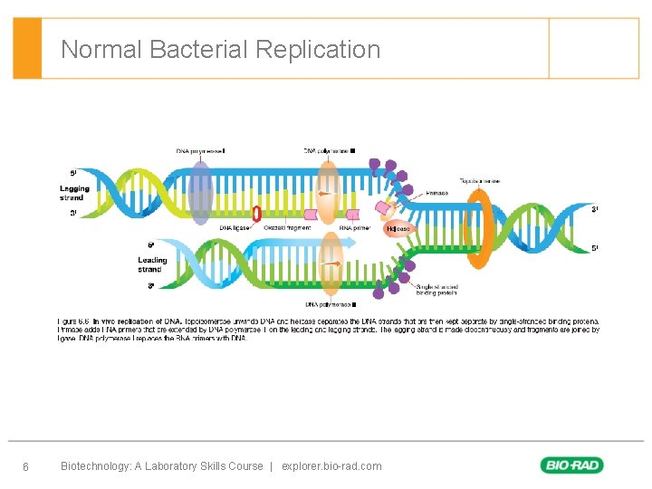 The Polymerase Chain Reaction Chapter 6 Background Invention