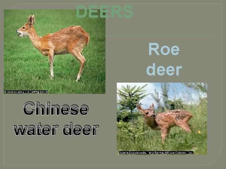 DEERS Roe deer Chinese water deer DEERS Roe deer Chinese water deer