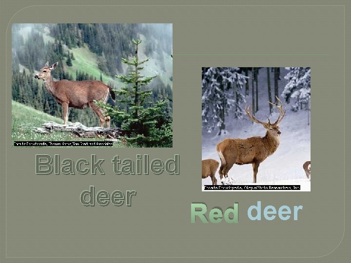 Black tailed deer Red deer Black tailed deer Red deer
