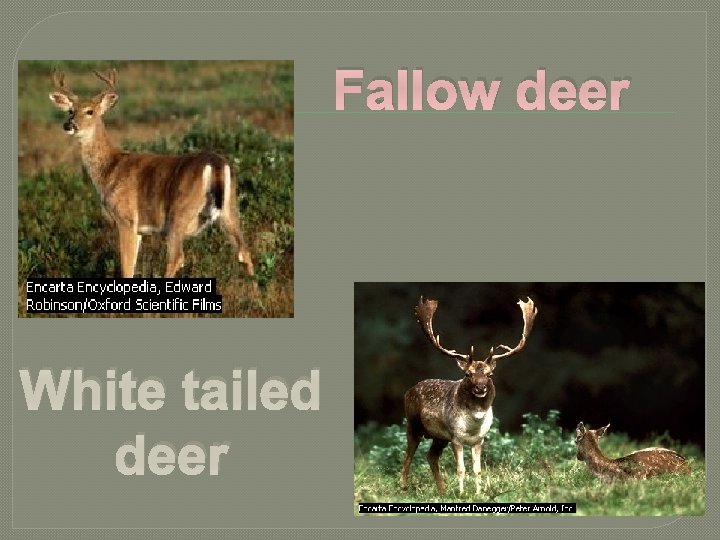 Fallow deer White tailed deer Fallow deer White tailed deer