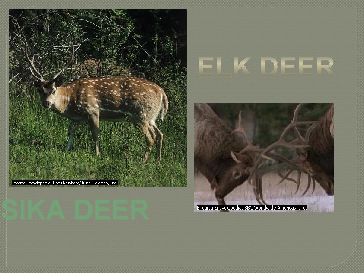SIKA DEER SIKA DEER