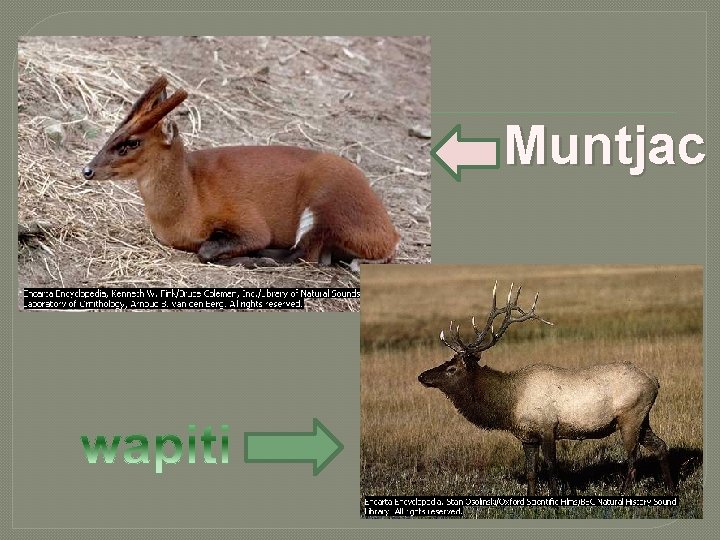 Muntjac Muntjac