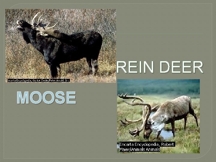REIN DEER MOOSE REIN DEER MOOSE