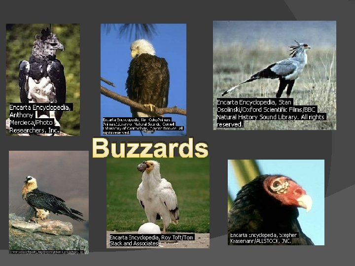 Buzzards Buzzards