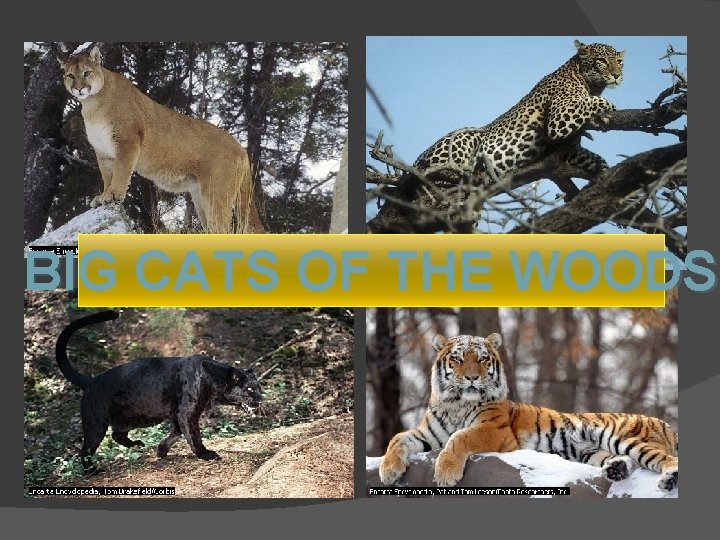 BIG CATS OF THE WOODS BIG CATS OF THE WOODS