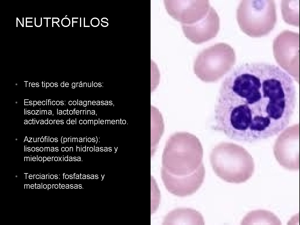 NEUTRÓFILOS • Tres tipos de gránulos: • Específicos: colagneasas, lisozima, lactoferrina, activadores del complemento.