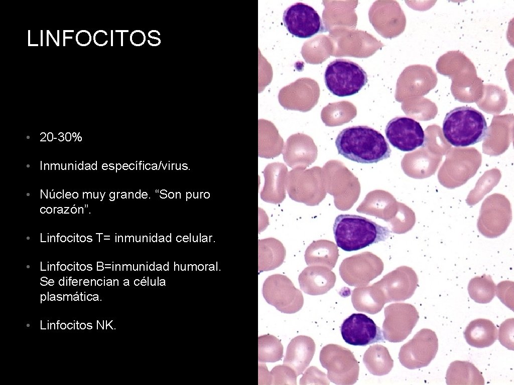 LINFOCITOS • 20 -30% • Inmunidad específica/virus. • Núcleo muy grande. “Son puro corazón”.