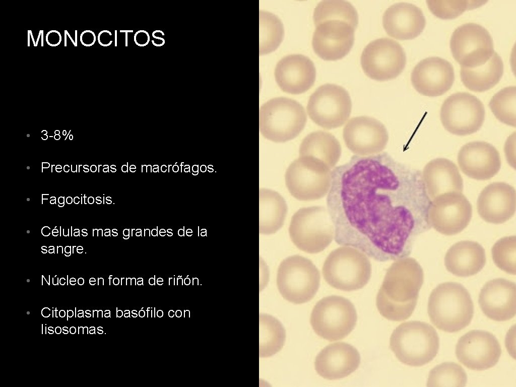 MONOCITOS • 3 -8% • Precursoras de macrófagos. • Fagocitosis. • Células mas grandes