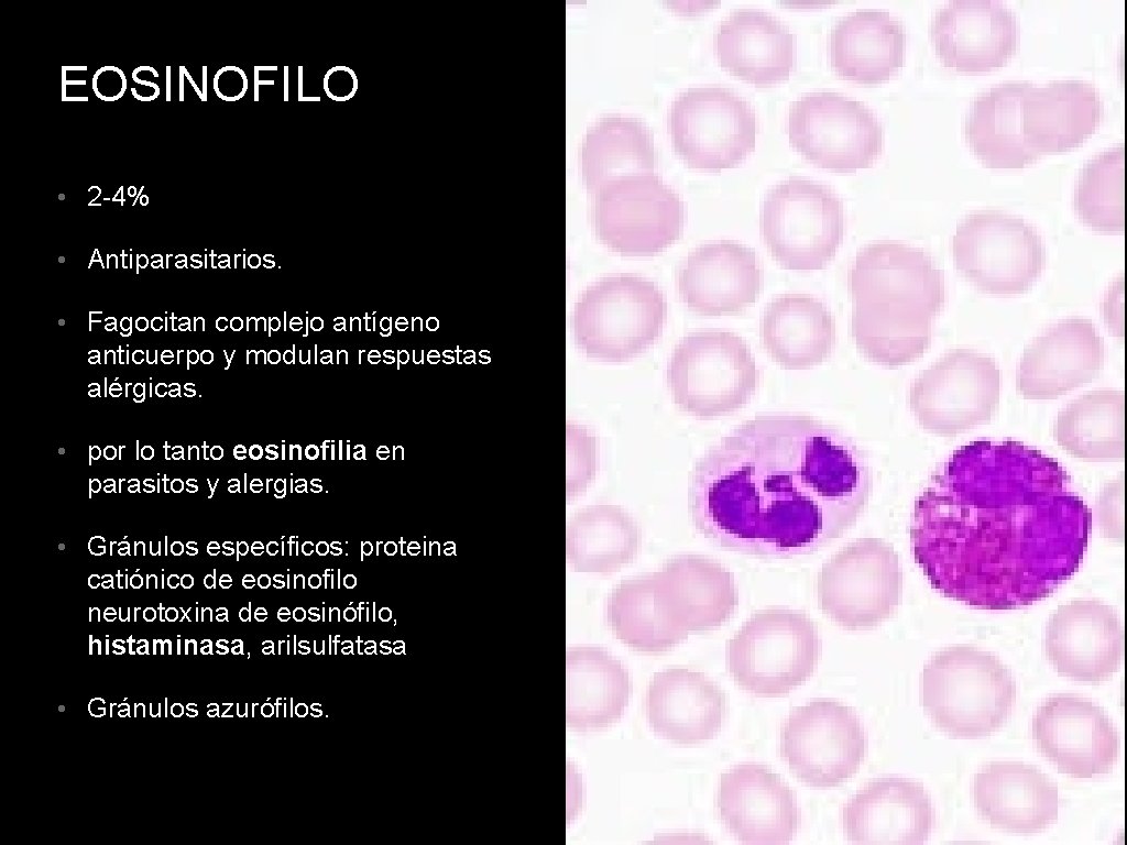 EOSINOFILO • 2 -4% • Antiparasitarios. • Fagocitan complejo antígeno anticuerpo y modulan respuestas