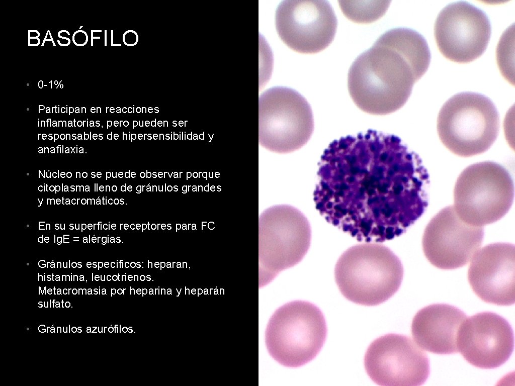 BASÓFILO • 0 -1% • Participan en reacciones inflamatorias, pero pueden ser responsables de