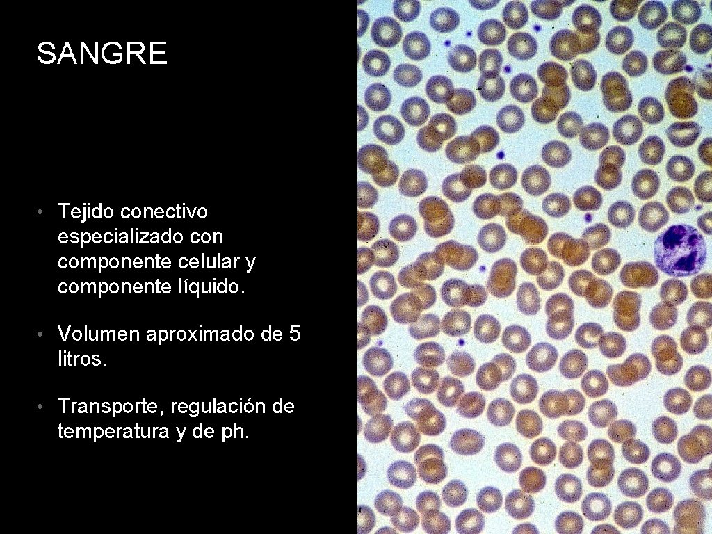 SANGRE • Tejido conectivo especializado con componente celular y componente líquido. • Volumen aproximado