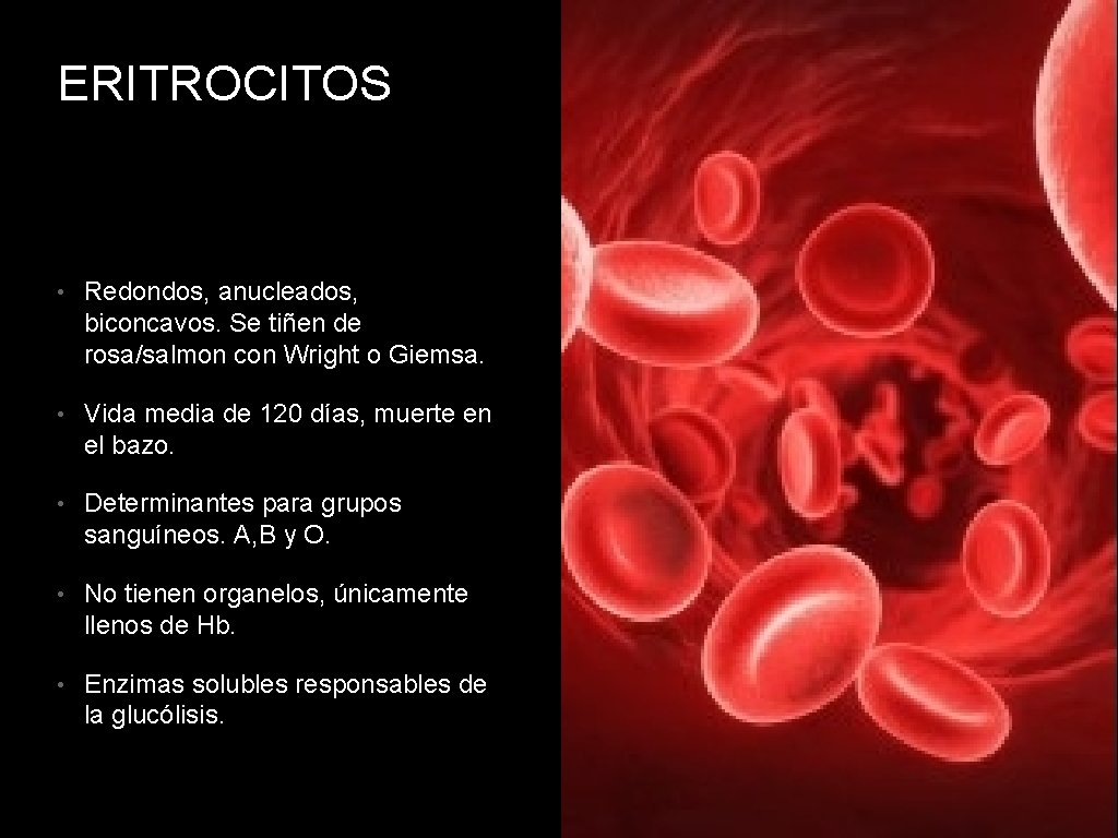 ERITROCITOS • Redondos, anucleados, biconcavos. Se tiñen de rosa/salmon con Wright o Giemsa. •