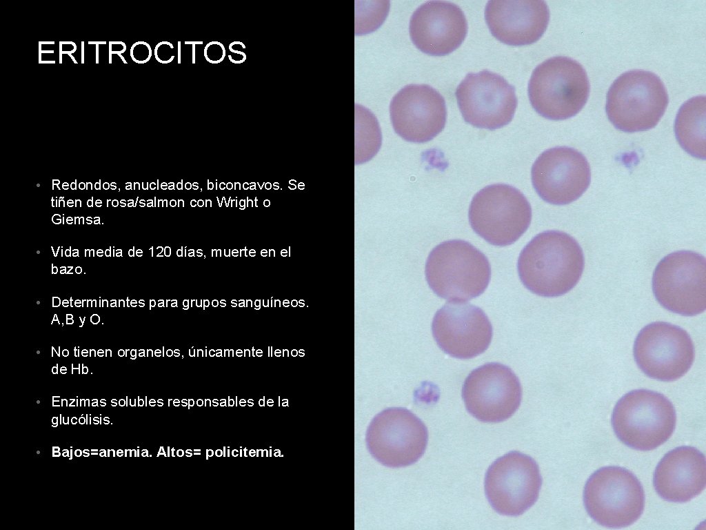 ERITROCITOS • Redondos, anucleados, biconcavos. Se tiñen de rosa/salmon con Wright o Giemsa. •