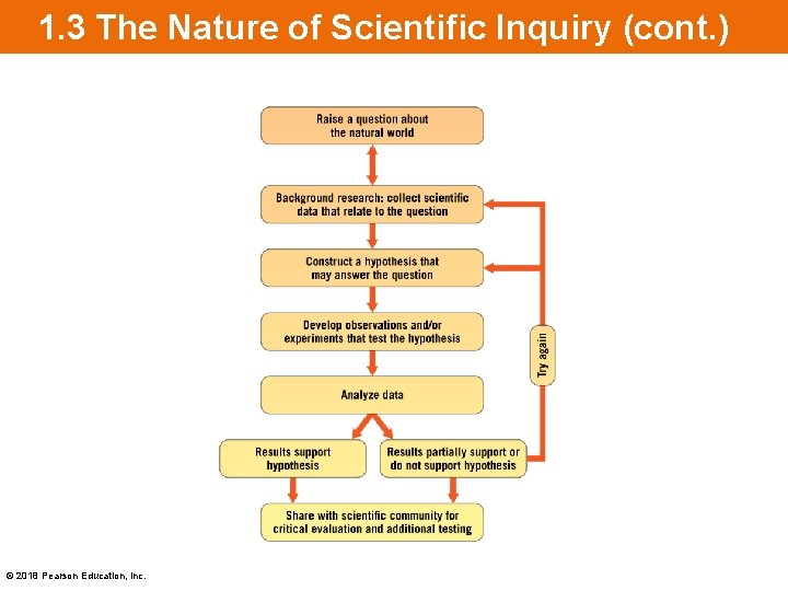 1. 3 The Nature of Scientific Inquiry (cont. ) © 2018 Pearson Education, Inc.