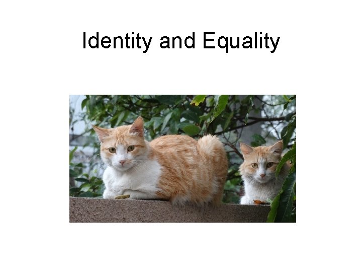 Identity and Equality 