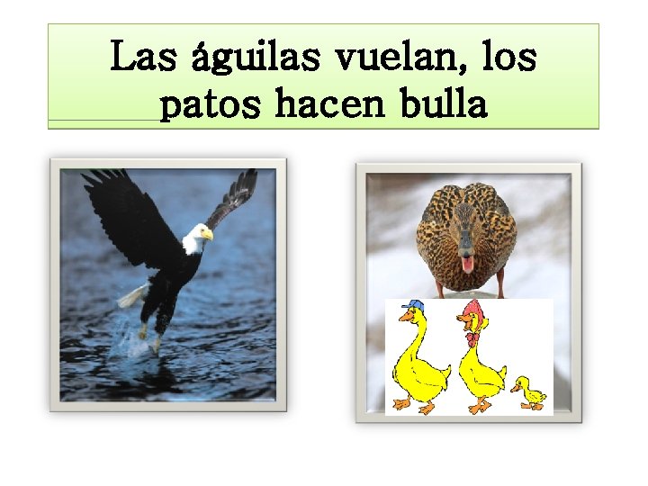 Las águilas vuelan, los patos hacen bulla 