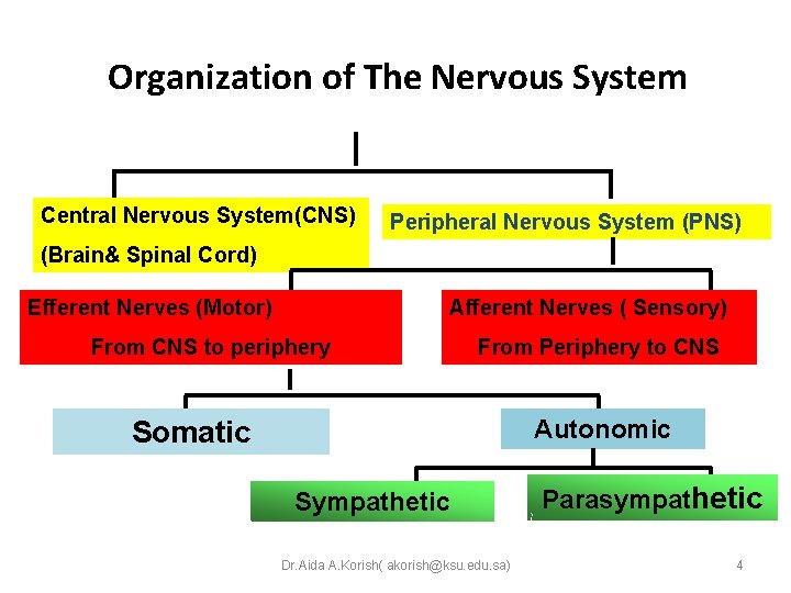 Organization of The Nervous System Central Nervous System(CNS) Peripheral Nervous System (PNS) (Brain& Spinal