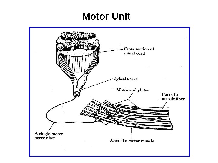 Motor Unit 