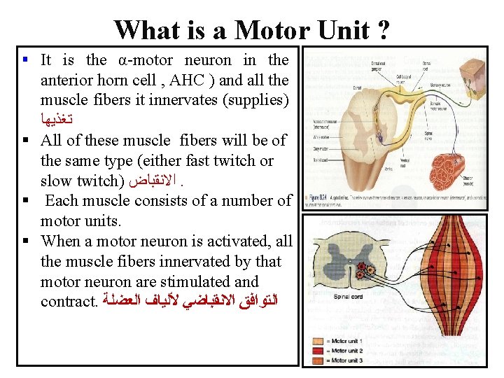 What is a Motor Unit ? § It is the α-motor neuron in the