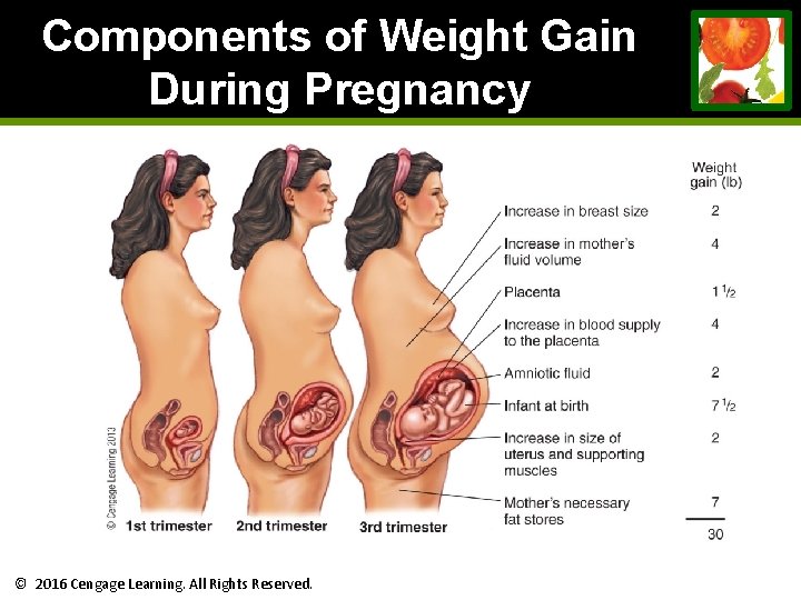 Components of Weight Gain During Pregnancy © 2016 Cengage Learning. All Rights Reserved. Components of Weight Gain During Pregnancy © 2016 Cengage Learning. All Rights Reserved.