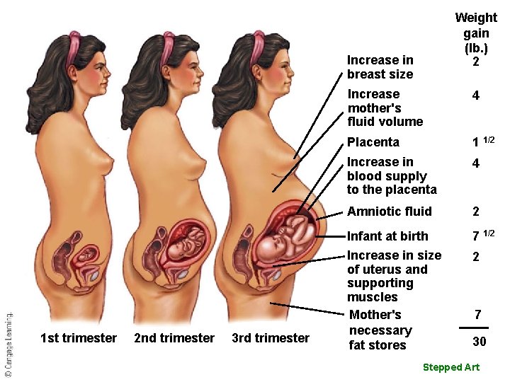 Weight gain (lb. ) 2 Increase in breast size 1 st trimester 2 nd Weight gain (lb. ) 2 Increase in breast size 1 st trimester 2 nd