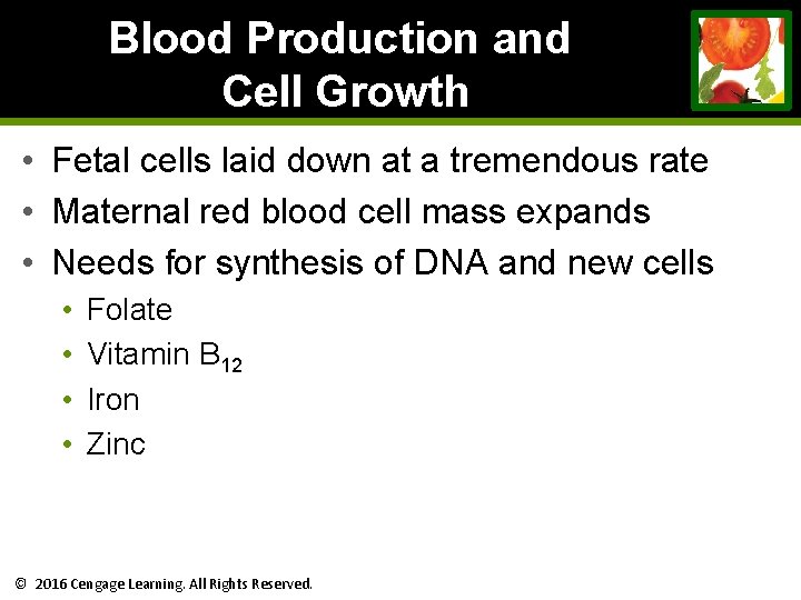 Blood Production and Cell Growth • Fetal cells laid down at a tremendous rate Blood Production and Cell Growth • Fetal cells laid down at a tremendous rate