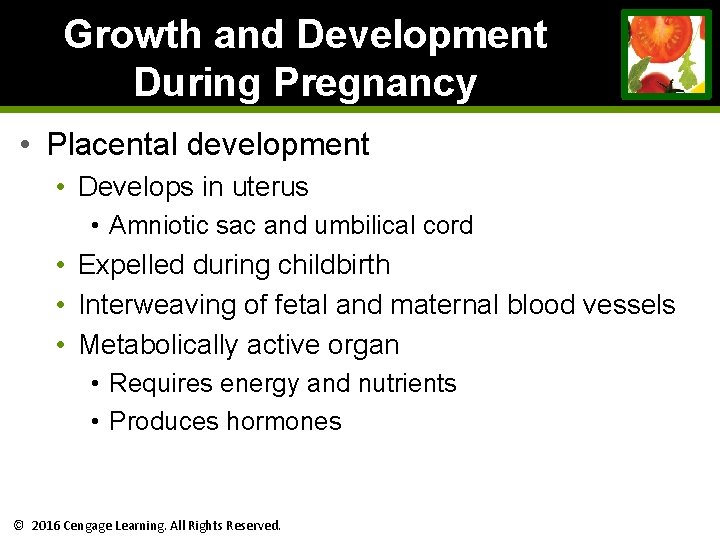 Growth and Development During Pregnancy • Placental development • Develops in uterus • Amniotic Growth and Development During Pregnancy • Placental development • Develops in uterus • Amniotic