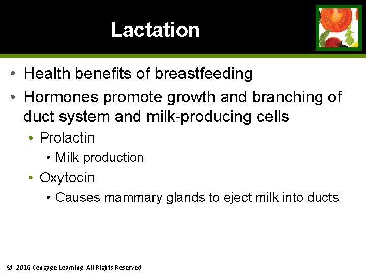 Lactation • Health benefits of breastfeeding • Hormones promote growth and branching of duct Lactation • Health benefits of breastfeeding • Hormones promote growth and branching of duct