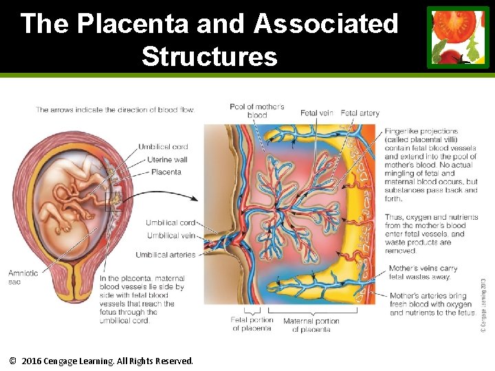 The Placenta and Associated Structures © 2016 Cengage Learning. All Rights Reserved. The Placenta and Associated Structures © 2016 Cengage Learning. All Rights Reserved.