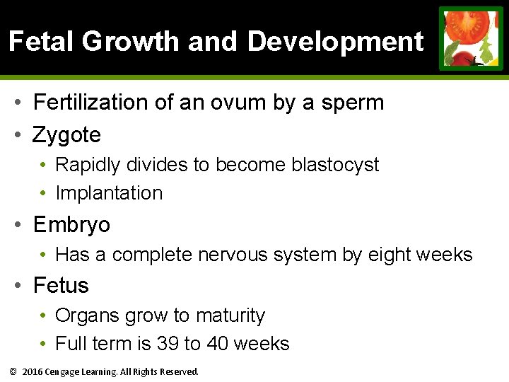 Fetal Growth and Development • Fertilization of an ovum by a sperm • Zygote Fetal Growth and Development • Fertilization of an ovum by a sperm • Zygote