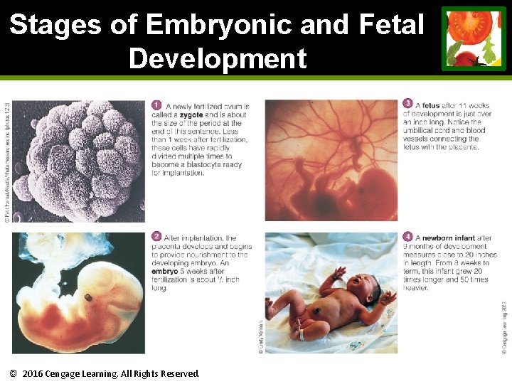 Stages of Embryonic and Fetal Development © 2016 Cengage Learning. All Rights Reserved. Stages of Embryonic and Fetal Development © 2016 Cengage Learning. All Rights Reserved.