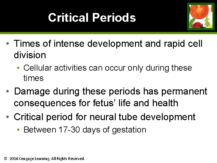 Critical Periods • Times of intense development and rapid cell division • Cellular activities Critical Periods • Times of intense development and rapid cell division • Cellular activities