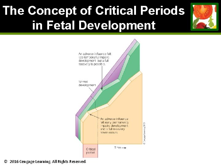The Concept of Critical Periods in Fetal Development © 2016 Cengage Learning. All Rights The Concept of Critical Periods in Fetal Development © 2016 Cengage Learning. All Rights