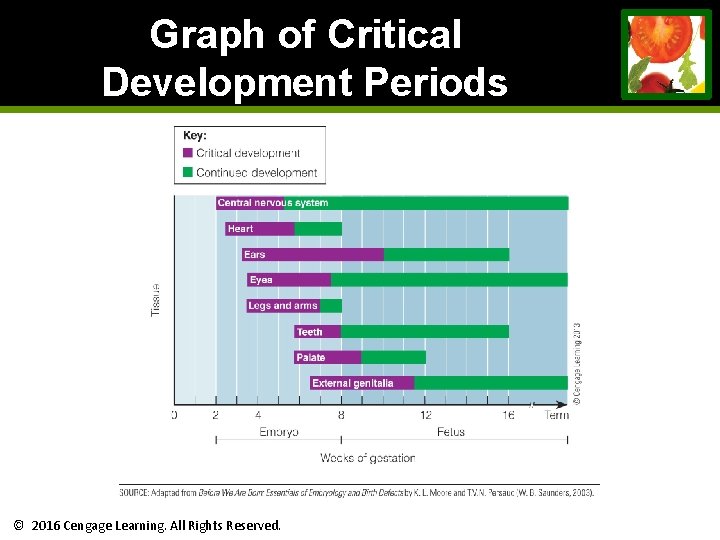 Graph of Critical Development Periods © 2016 Cengage Learning. All Rights Reserved. Graph of Critical Development Periods © 2016 Cengage Learning. All Rights Reserved.