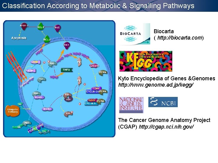 Classification According to Metabolic & Signalling Pathways Biocarta ( http: //biocarta. com) Kyto Encyclopedia
