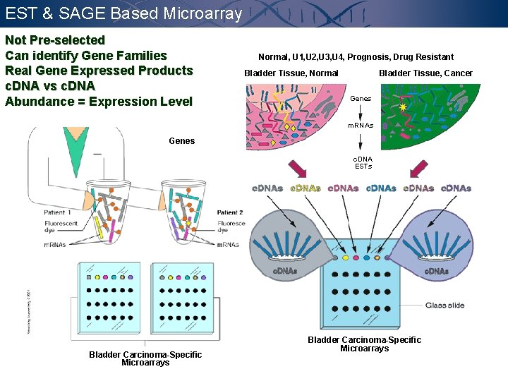 EST & SAGE Based Microarray Not Pre-selected Can identify Gene Families Real Gene Expressed