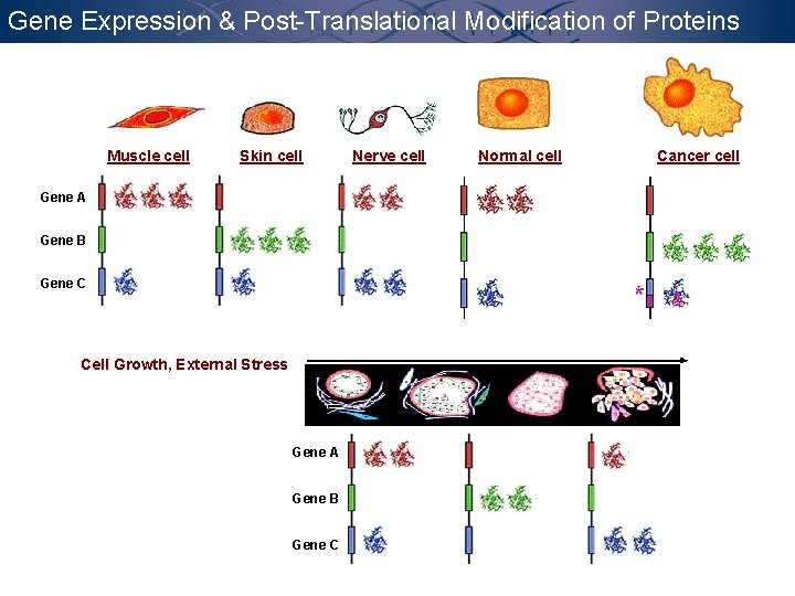 Gene Expression & Post-Translational Modification of Proteins Muscle cell Skin cell Gene A Gene