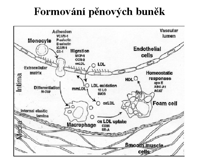 Formování pěnových buněk 