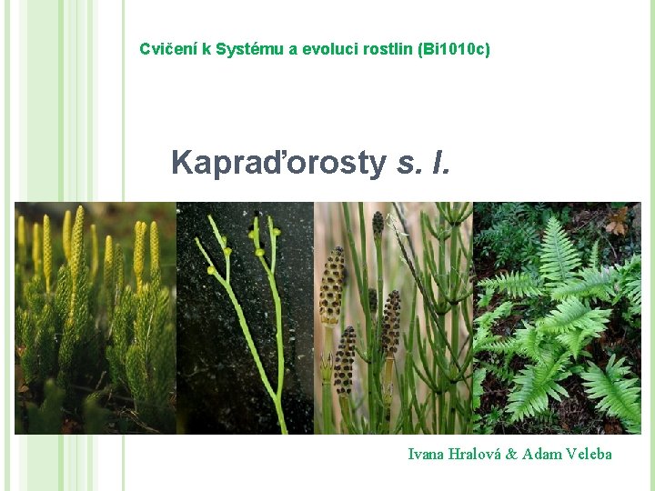 Cvičení k Systému a evoluci rostlin (Bi 1010 c) Kapraďorosty s. l. Ivana Hralová