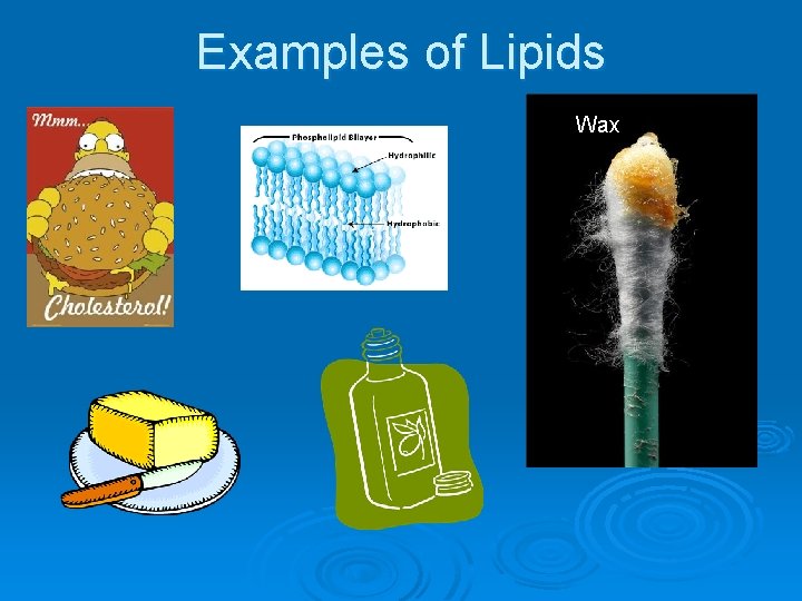 Examples of Lipids Wax 