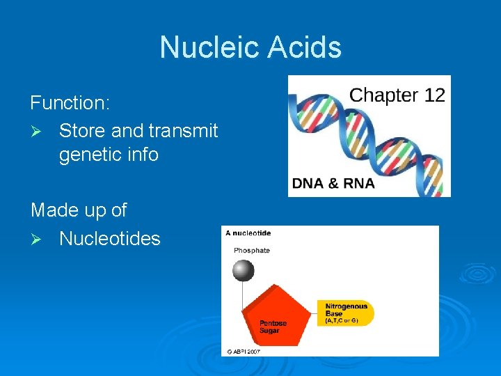 Nucleic Acids Function: Ø Store and transmit genetic info Made up of Ø Nucleotides