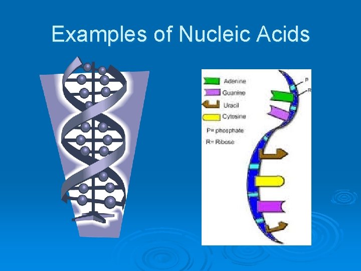 Examples of Nucleic Acids 