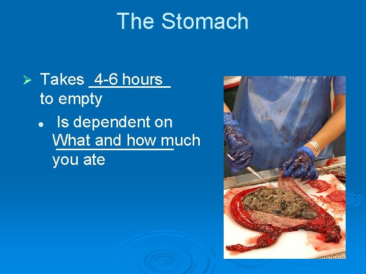 The Stomach Ø Takes _____ 4 -6 hours to empty l Is dependent on