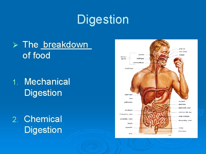 Digestion Ø The _____ breakdown of food 1. Mechanical Digestion 2. Chemical Digestion 