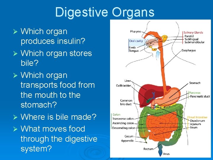 Digestive Organs Which organ produces insulin? Ø Which organ stores bile? Ø Which organ