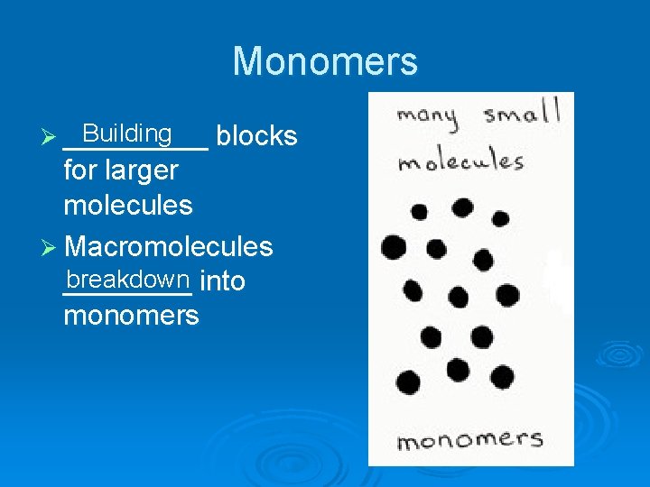 Monomers Building Ø _____ blocks for larger molecules Ø Macromolecules breakdown into ____ monomers