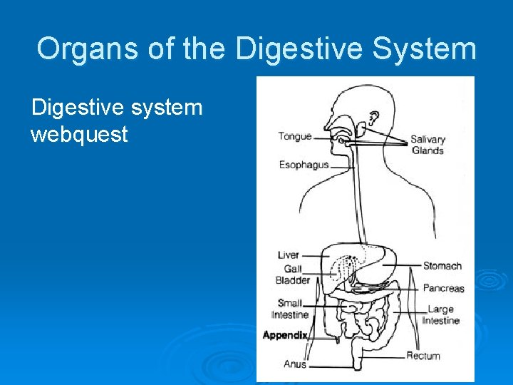 Organs of the Digestive System Digestive system webquest 