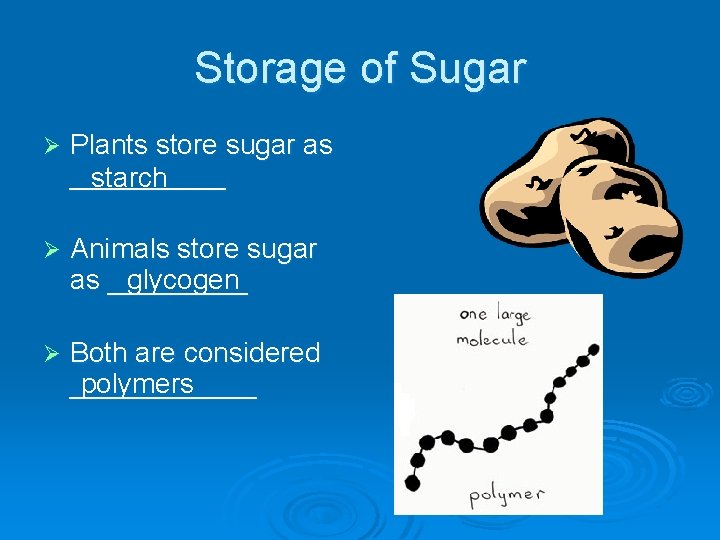 Storage of Sugar Ø Plants store sugar as _____ starch Ø Animals store sugar