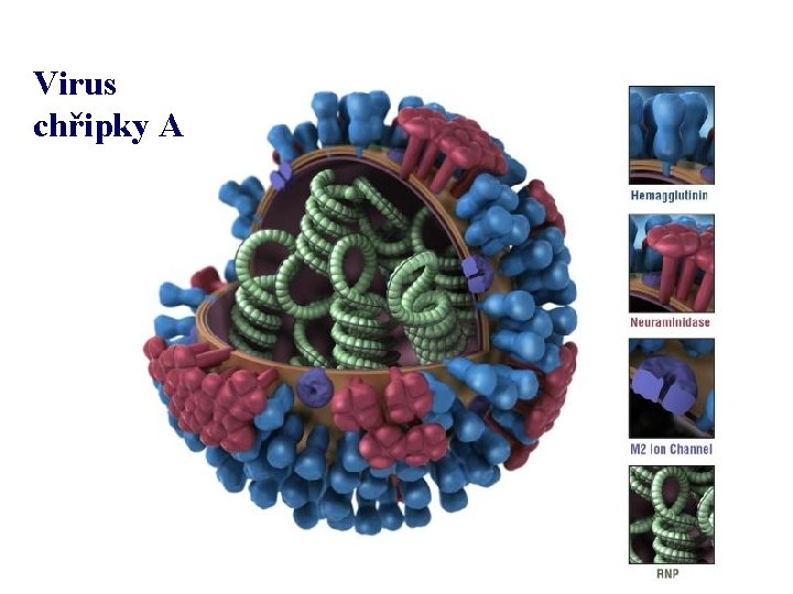 Virus chřipky A 