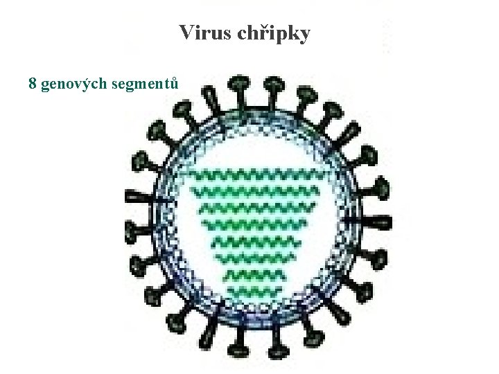 Virus chřipky 8 genových segmentů Virus 